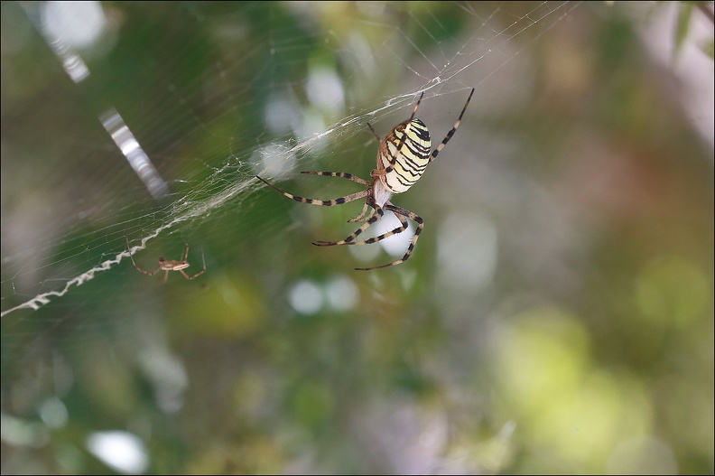 Argiope bruennichi 05-08-20 119