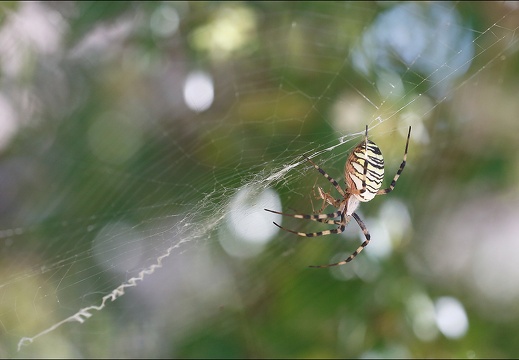 Argiope bruennichi 05-08-20 127 (1314 visits) Argiope bruennichi 05-08-20 127