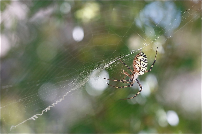 Argiope bruennichi 05-08-20 127