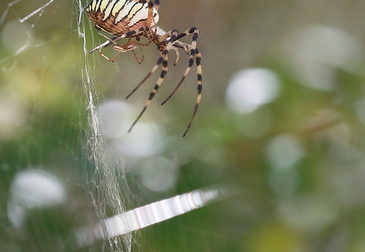Argiope bruennichi 05-08-20 130 (1531 visits) Argiope bruennichi 05-08-20 130