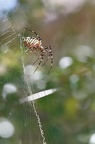 Argiope bruennichi 05-08-20 130