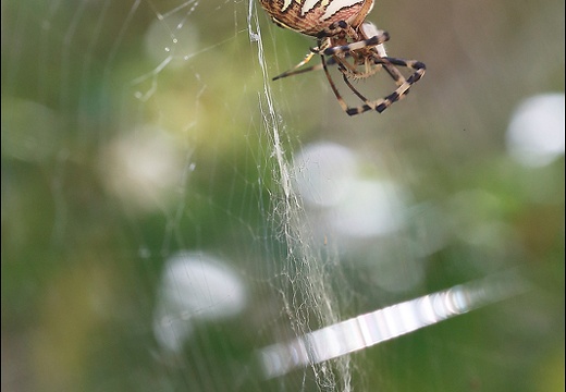 Argiope bruennichi 05-08-20 131 (1524 visits) Argiope bruennichi 05-08-20 131