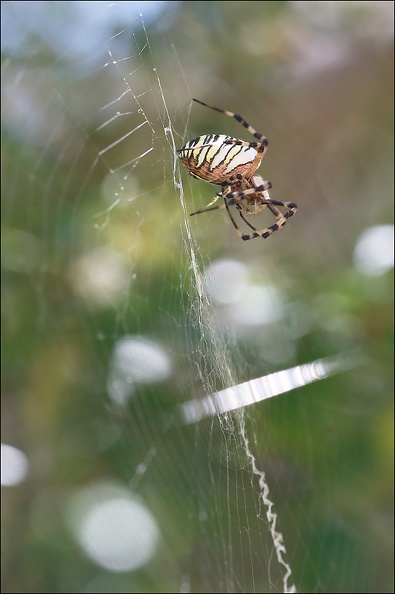 Argiope bruennichi_05-08-20_131.jpg