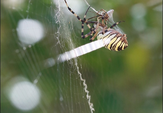 Argiope bruennichi 05-08-20 132 (1582 visits) Argiope bruennichi 05-08-20 132