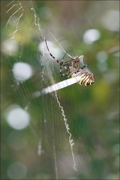 Argiope bruennichi_05-08-20_132.jpg