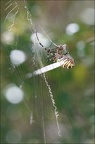 Argiope bruennichi 05-08-20 132