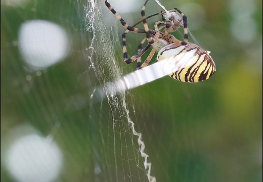 Argiope bruennichi 05-08-20 134 (1447 visits) Argiope bruennichi 05-08-20 134