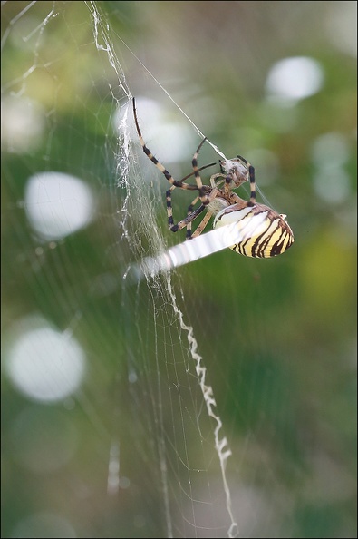 Argiope bruennichi 05-08-20 134