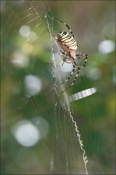 Argiope bruennichi 05-08-20 136