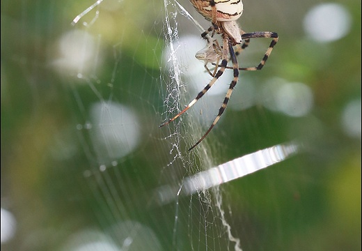 Argiope bruennichi 05-08-20 138 (1423 visits) Argiope bruennichi 05-08-20 138