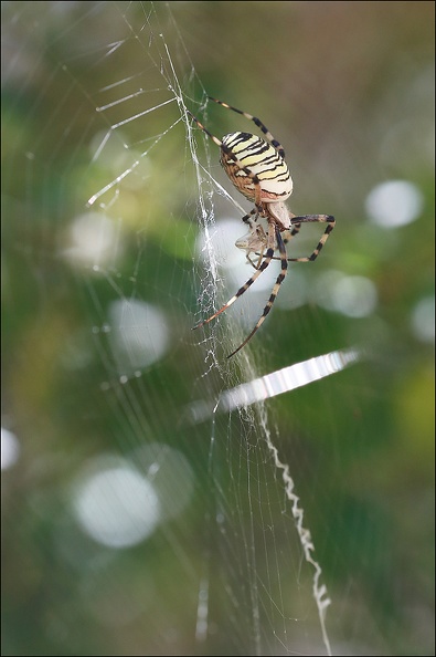 Argiope bruennichi 05-08-20 138