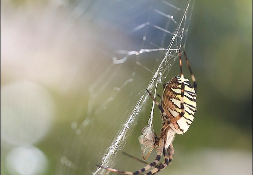 Argiope bruennichi 05-08-20 144 (1617 visits) Argiope bruennichi 05-08-20 144