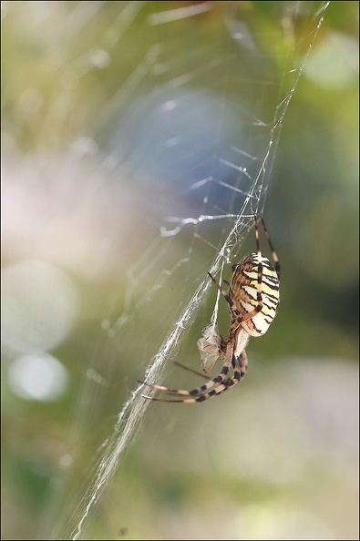 Argiope bruennichi_05-08-20_144.jpg