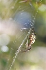 Argiope bruennichi 05-08-20 144