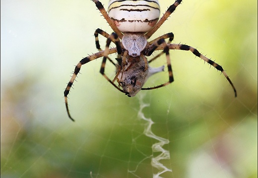 Argiope bruennichi 05-08-20 98 (1170 visits) Argiope bruennichi 05-08-20 98