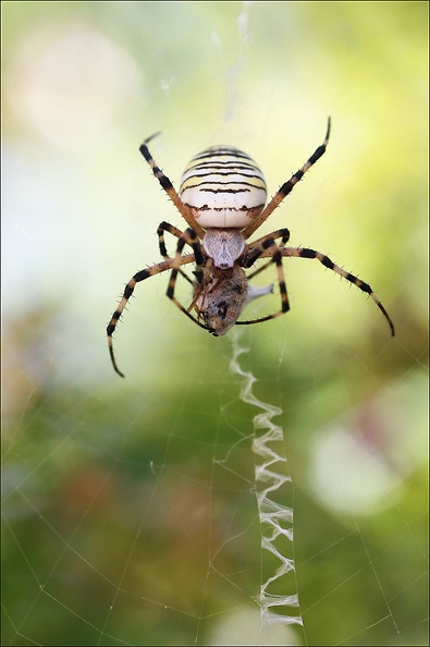 Argiope bruennichi 05-08-20 98