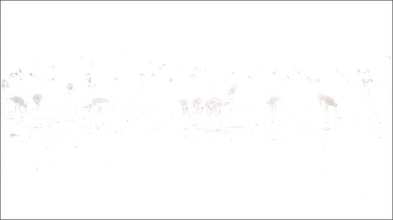 Brouillard et H-K 11-03-20 63