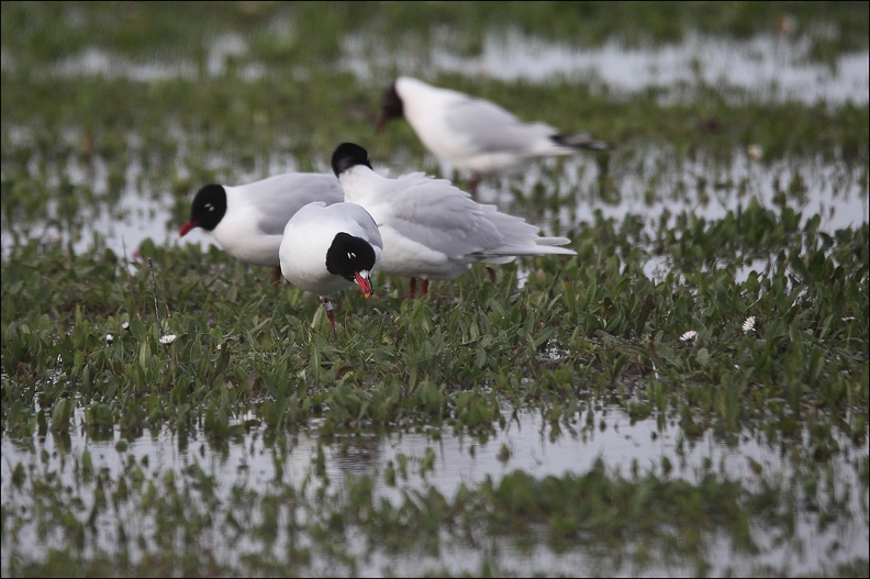 Mouette mélanocéphale_.jpg