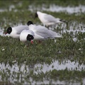 Mouette mélanocéphale 