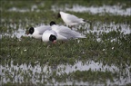 Mouette mélanocéphale 