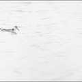 Phalarope à bec large 09-10-20 005