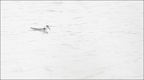 Phalarope à bec large 09-10-20 005