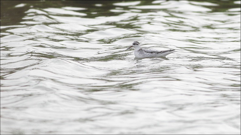 Phalarope à bec large_09-10-20_010.jpg