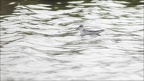 Phalarope à bec large 09-10-20 010