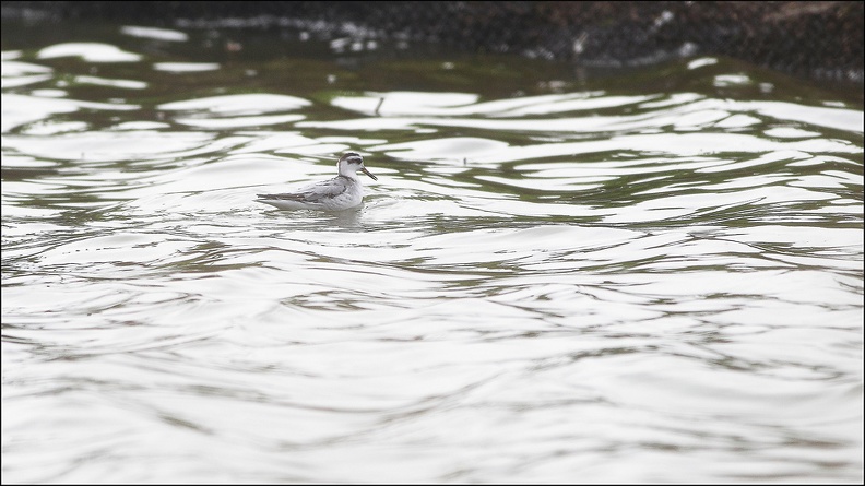 Phalarope à bec large_09-10-20_011.jpg