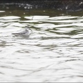 Phalarope à bec large_09-10-20_011.jpg