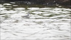 Phalarope à bec large 09-10-20 011