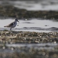 Becasseau sanderling