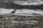 Becasseau sanderling