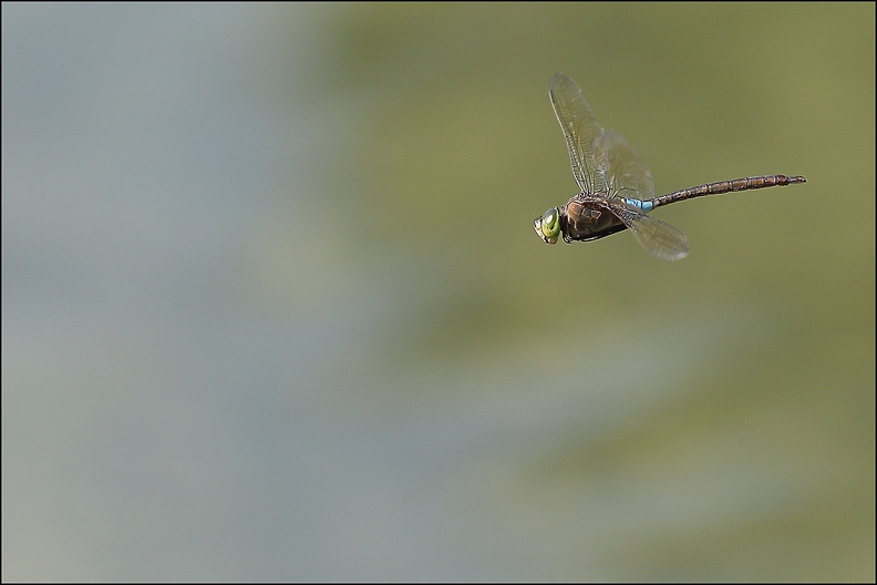 Anax parthenope