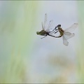 Orthetrum accouplement.jpg