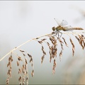 Sympetrum striolatum