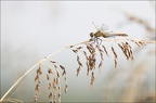 Sympetrum striolatum