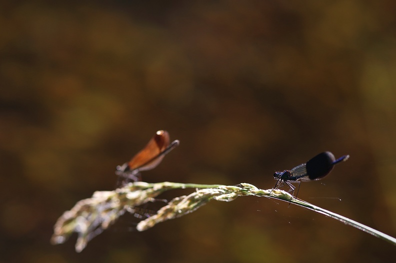 Calopteryx splendens.jpg