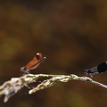 Calopteryx splendens