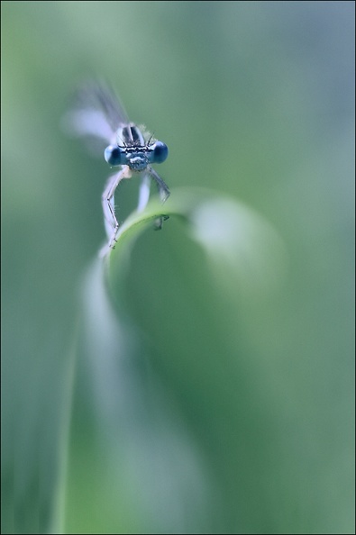 Agrion sp-pastel.jpg