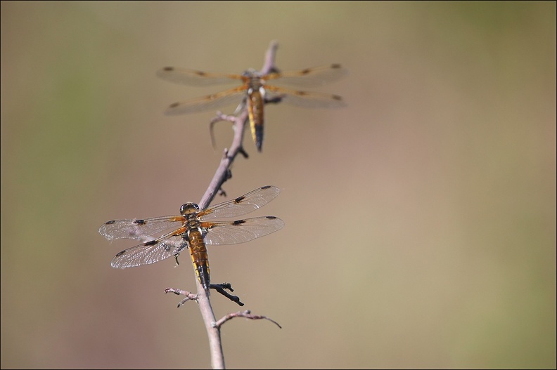 Libellula quadri.jpg