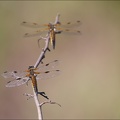 Libellula quadri