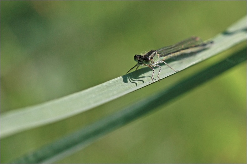 Ischnura elegans.jpg