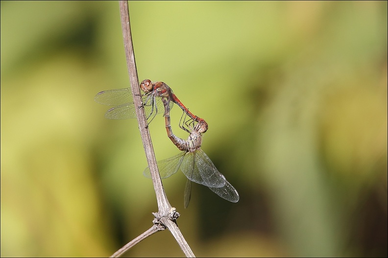 Accoupl sympetrum strié