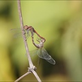 Accoupl sympetrum strié