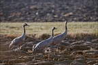 Grues cendrées