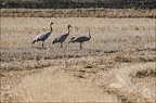 Grues cendrées-