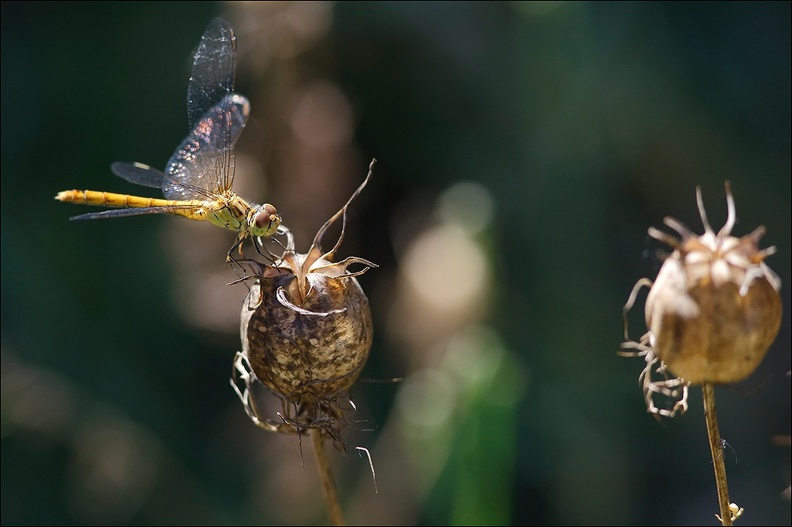 Sympetrum sanguin.jpg