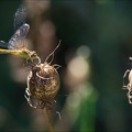 Sympetrum sanguin.jpg