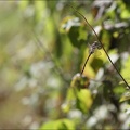 Cordulaster bidentata 26-07-18 03